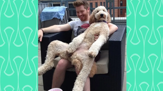 Cute Big Dog คิดว่าพวกเขายังเด็ก - สุนัขตลกต้องการกอดจากเจ้าของมากขึ้น
