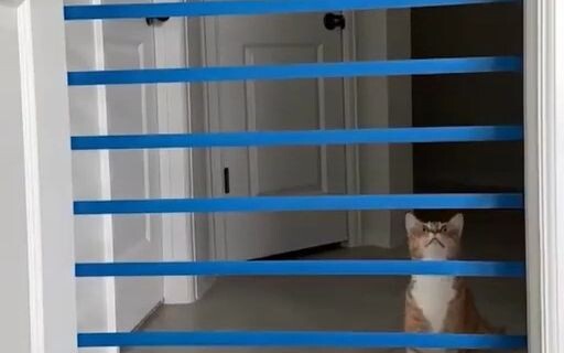 Bạn thực sự là người có tuyệt kỹ trong tay đấy