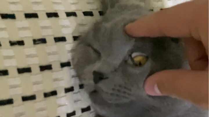 I thought my cat had died.