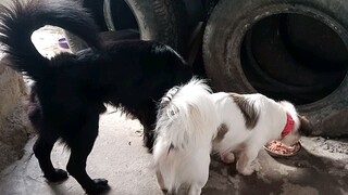feeding