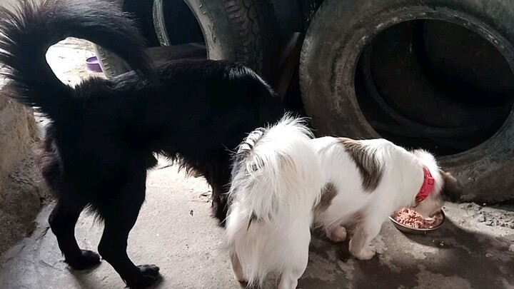 feeding