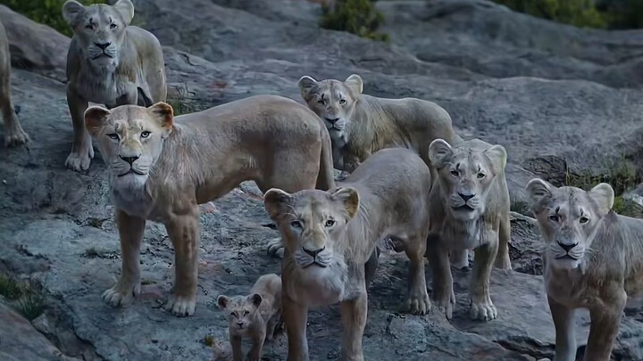 😱 Simba Ka Ye Scene Dekhkar Dil Bhar Aaya 🦁❤️ | The Lion King 🔥 #LionKing #Simba #Viral
