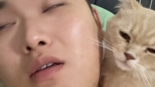 Who wouldn't want to raise this kitten?