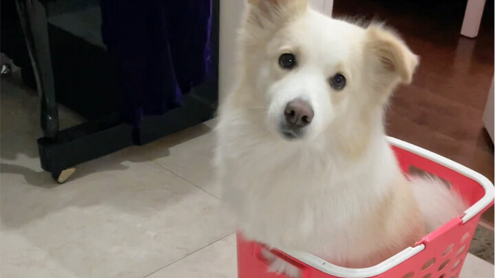 เปิดเผยน้ำหนักจริงของเฉินเบล่า