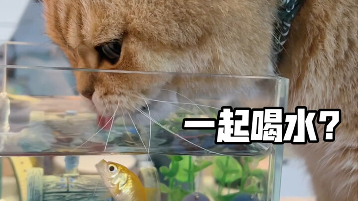 Gedebuk dan Ikan Jatuh Cinta Hanya Sebuah..