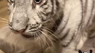 猫猫动物园一日游vlog