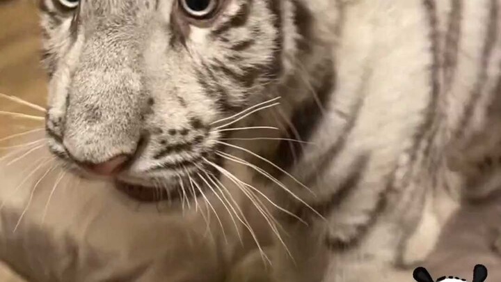 猫猫动物园一日游vlog