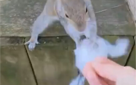 A woman took some cotton to help the little squirrel build its nest.