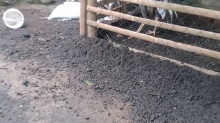bocil lagi di ajarin biyangnya