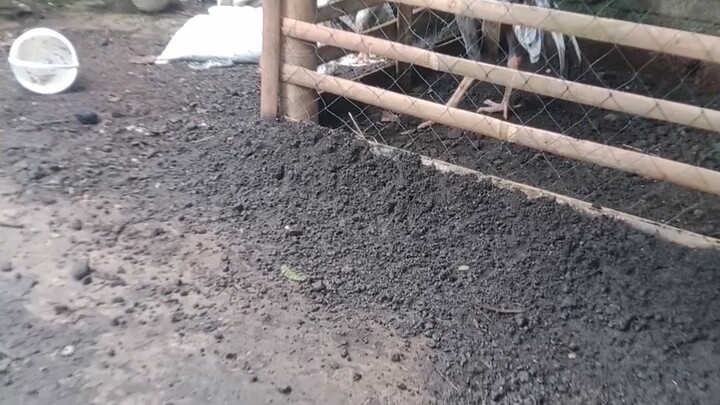 bocil lagi di ajarin biyangnya