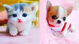 Video thú cưng chó mèo dễ thương hài hước hay nhất | Best Funny Cute pets Videos P2