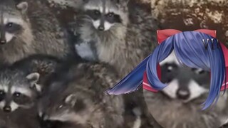 Morning with the Shanghai Raccoon Family