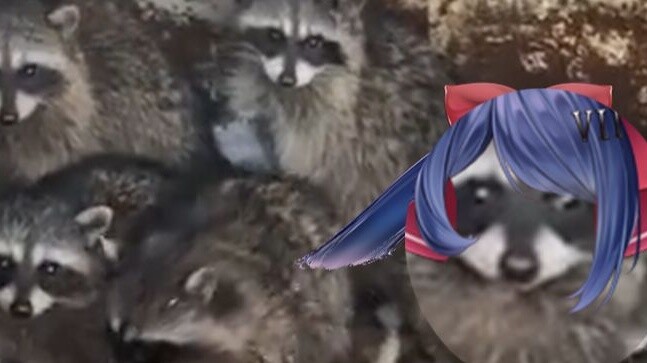 Pagi bersama Keluarga Raccoon Shanghai