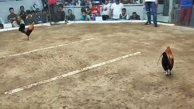 2x winner mayahin Cabuyao arena