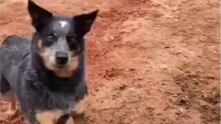 Terusan Suez sangat membutuhkan anjing ini