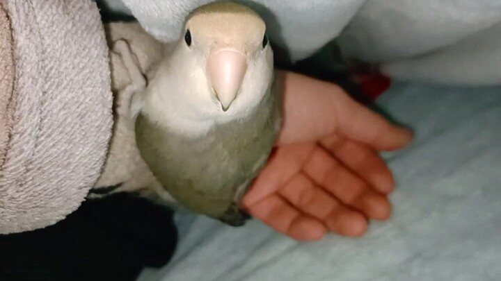 [Động vật]Vẹt nhỏ muốn ngủ cùng chủ nhân