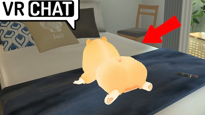 The hamster is doing nothing