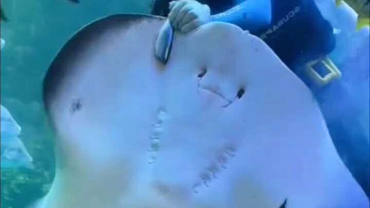 Mengapa ikan pari manta dijuluki sebagai “mata uang keras” lautan? #IkanPariManta #SainsHewan