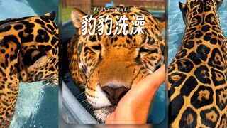 Kucing besar gemuk mandi‼️