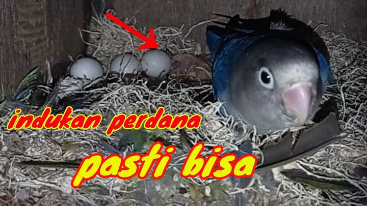 anakan lovebird baru menetas di dalam glodok
