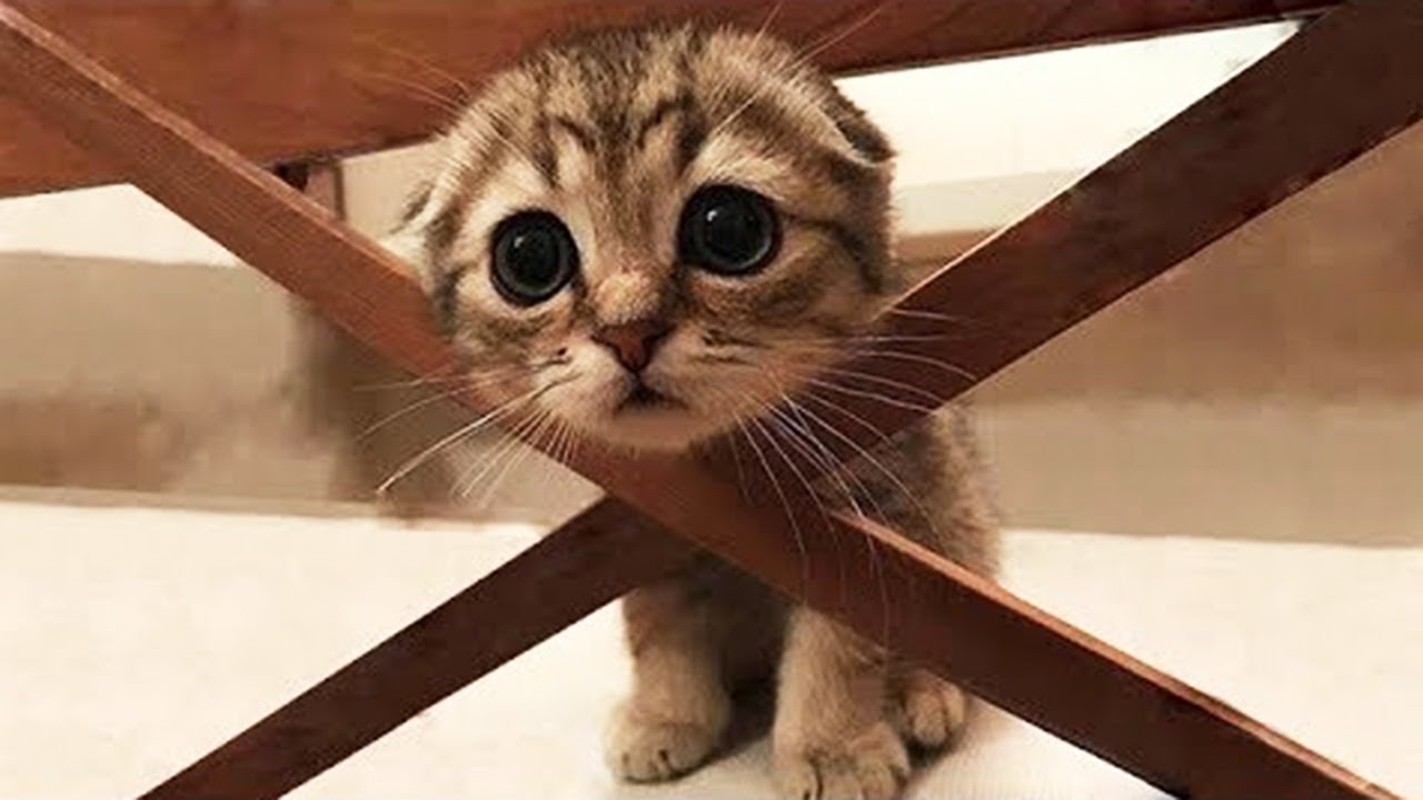 OMG So Cute ♥ Best Funny Cat Videos 2021 #1 on Make a GIF