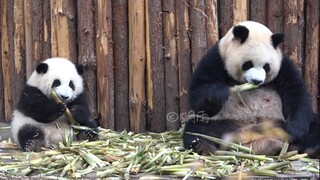 【大熊猫园润&和花】花园吃播