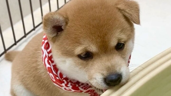 Chó Shiba nhỏ siêu đáng yêu, cún con thích tìm đồ để gặm cho đã răng, quá là dễ thương!
