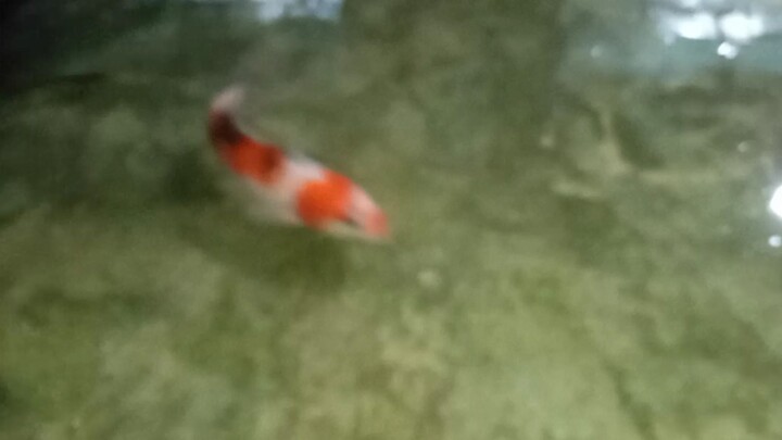 ikan hias gede2 😇