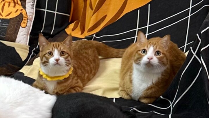 Thử thách nhận diện mèo khi bị cận thị!