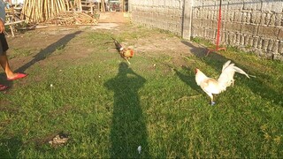 APRIL 01, 2023 2X SUPER WHITE vs SUPER BULIK.