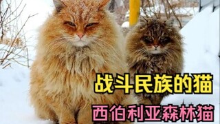 Cats from the "fighting nation" are anything but ordinary—take the Siberian forest cat, for example!