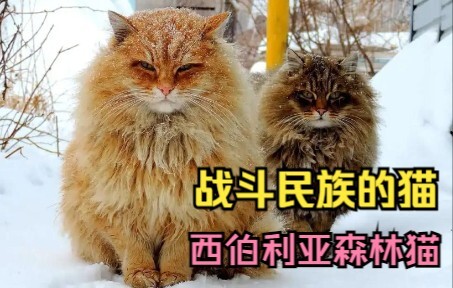 战斗民族的猫都不一般强悍，西伯利亚森林猫！