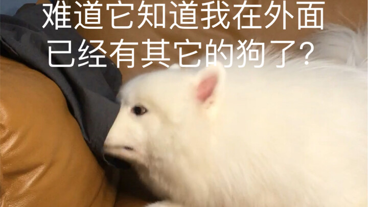 What are you doing? Samoyed!