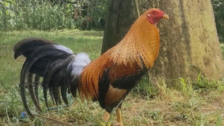 home of cocks ! 🔥🐔💯