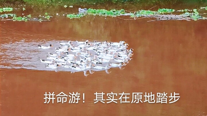 After the torrential rain, the river flooded. Dozens of ducks, seeing this for the first time, paddl