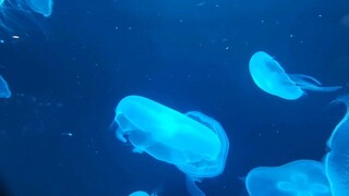 Jellyfish