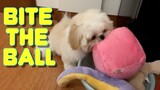 Cute Shih Tzu Puppy Knows How To Bite The Ball
