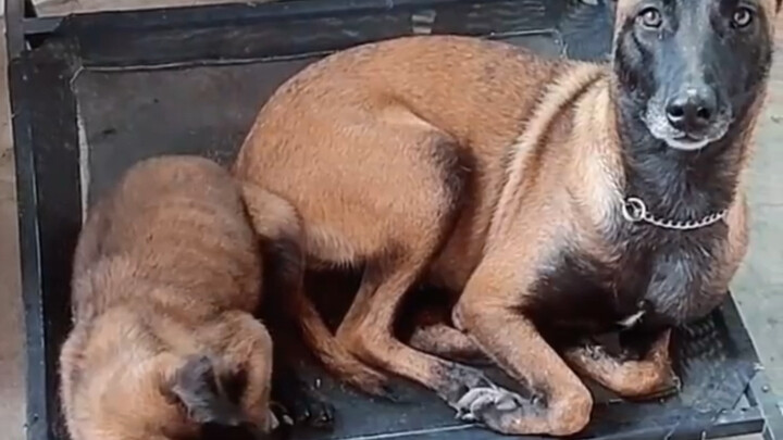 اضرب ابن النمر الأسود، لنرى كيف سيكون رد فعله...