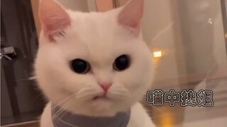 The Overwhelming Presence of the Little Kitten