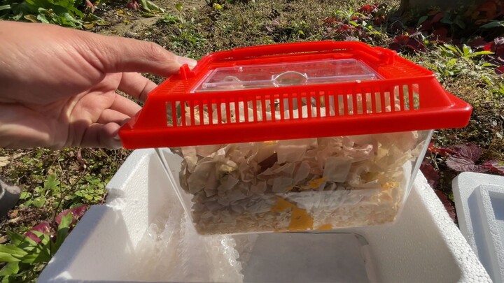Unboxing a mystery pet—my first thought was that it’s really ugly.