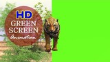 Tiger Greenscreen #stockfootage #animation