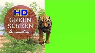 Tiger Greenscreen #stockfootage #animation