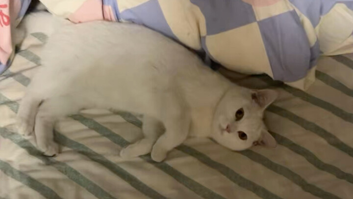Kucing ini saya tidak bisa jelaskan, silakan Anda lihat sendiri saja