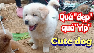 Cute dog | Chú chó xù Bắc Hà đẹp nhất tuần đầu năm 2022.