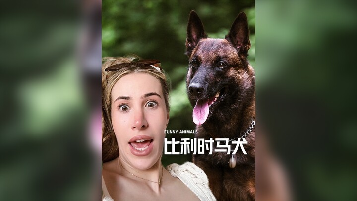 Jangan asal-asalan memelihara anjing Gembala Belgia, karena ini mungkin merupakan ras anjing dengan 