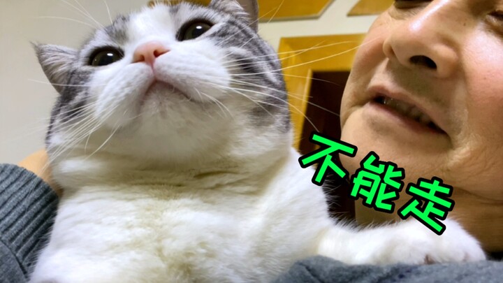 Ini yang disebut cinta antar-generasi? Kucing yang dibawa pulang kampung untuk merayakan Tahun Baru,