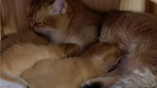 How much does a cat mom love her baby?