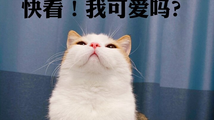 【مساعدات عائلة KB】 مساعد الصغير السعيد