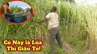 Tập 155|| Đi cắt cỏ tranh dựng nhà ở châu Phi||2Q Vlogs Cuộc Sống Châu Phi