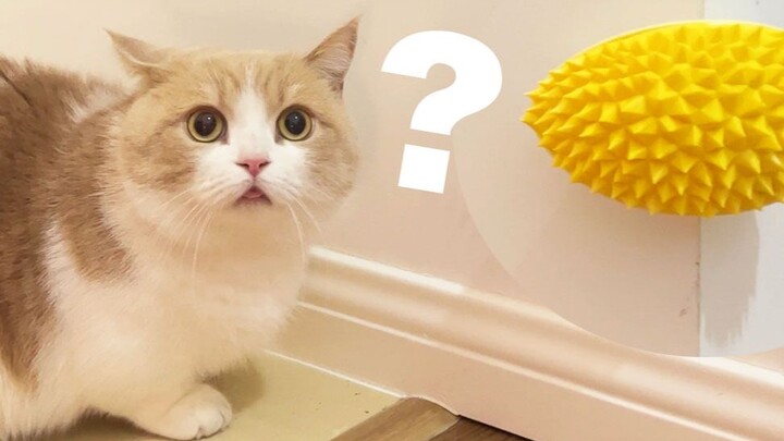 Mèo: Đây lại là thứ công nghệ và trò độc ác gì thế?